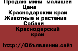 Продаю мини -малишей › Цена ­ 9 000 - Краснодарский край Животные и растения » Собаки   . Краснодарский край